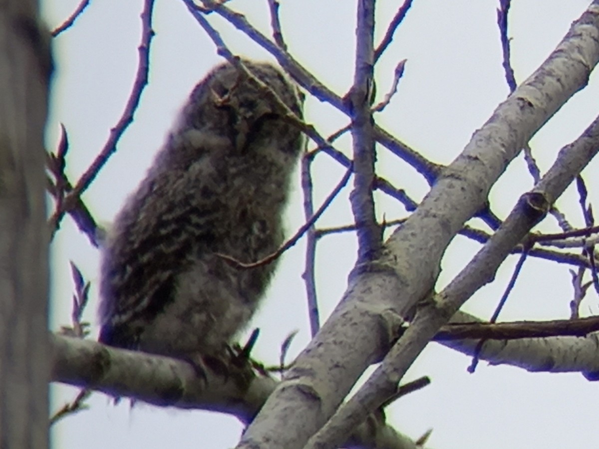 Tawny Owl - ML424371541