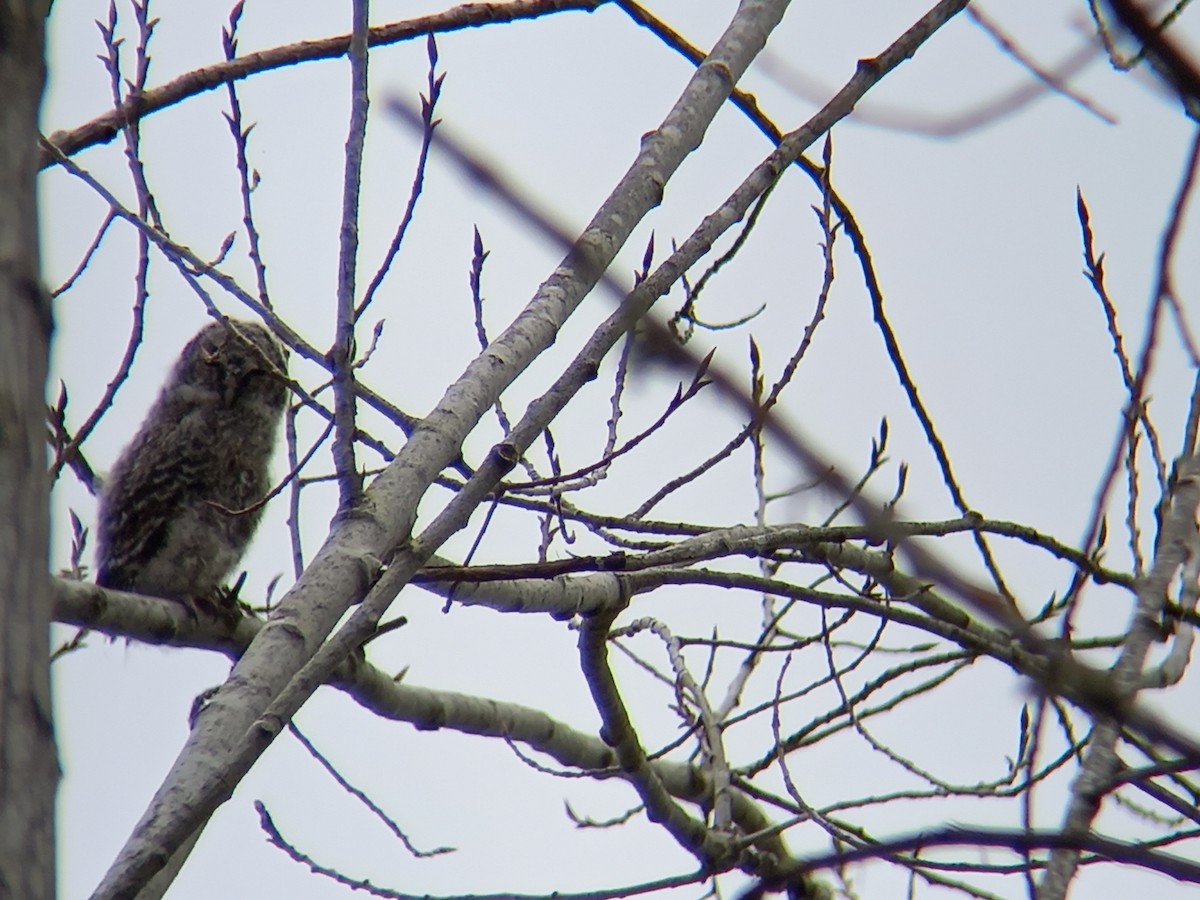 Tawny Owl - ML424371551