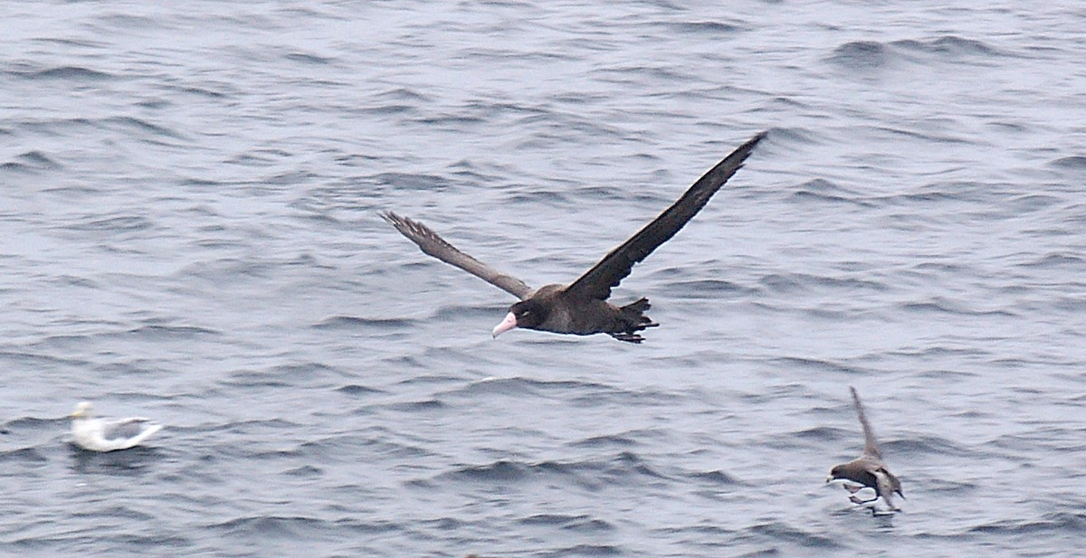 Short-tailed Albatross - Alan Schmierer