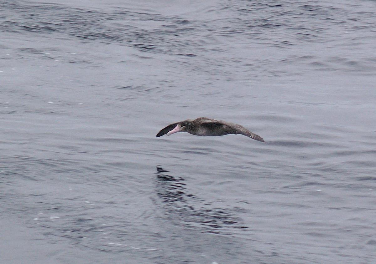 Short-tailed Albatross - Alan Schmierer