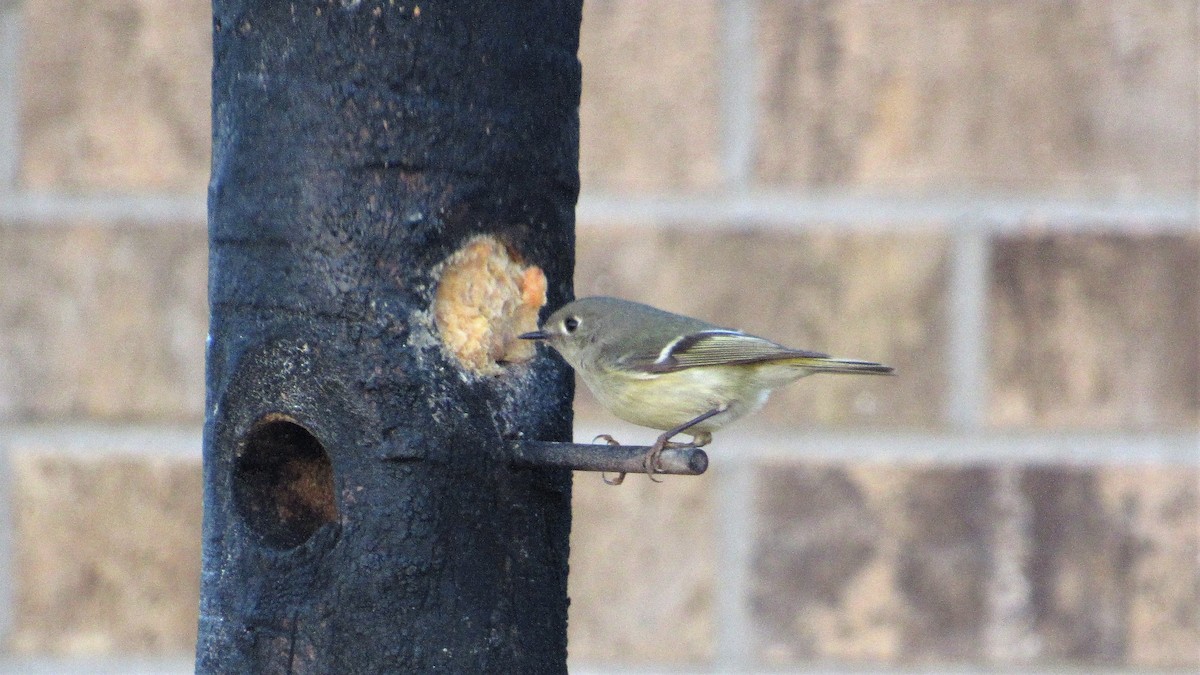 Ruby-crowned Kinglet - ML424371871