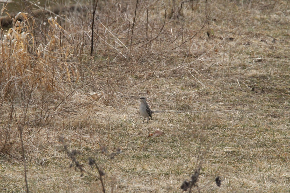 Northern Mockingbird - ML424372061