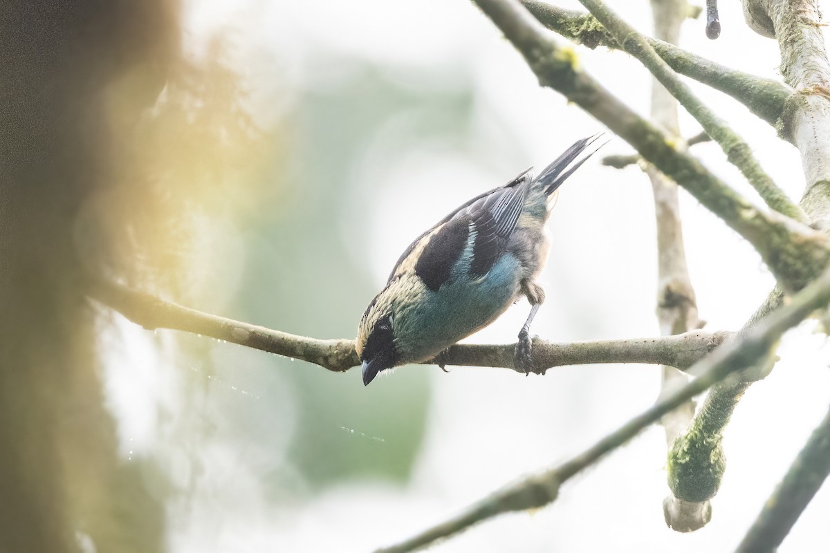 Metallic-green Tanager - ML424372741