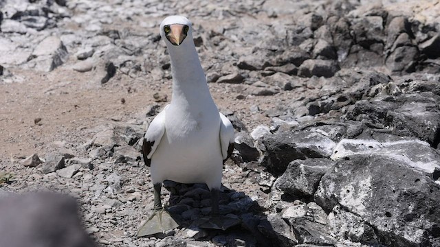 Nazca Booby - ML424373101