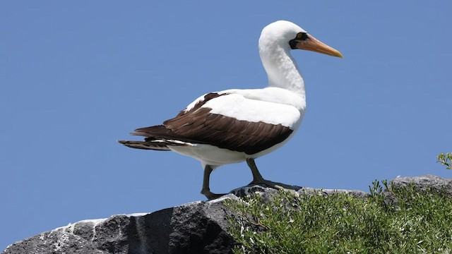 Nazca Booby - ML424373131