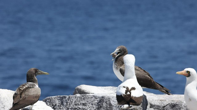 Nazca Booby - ML424373281