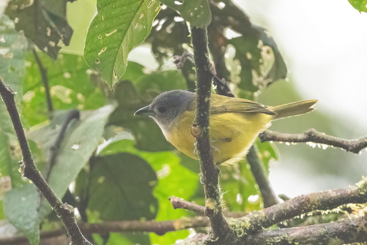 White-shouldered Tanager - ML424373691