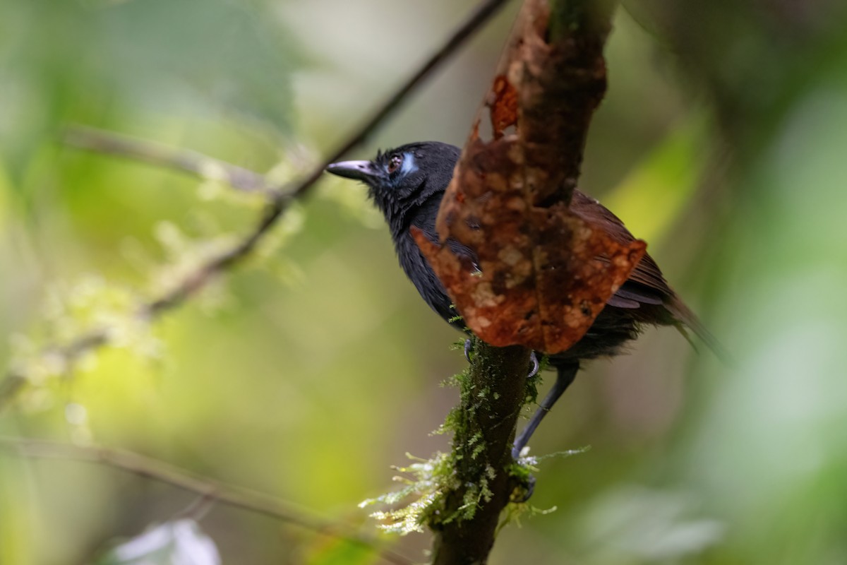 Chestnut-backed Antbird - Adam Jackson