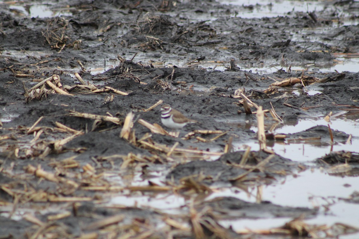 Killdeer - ML424376581