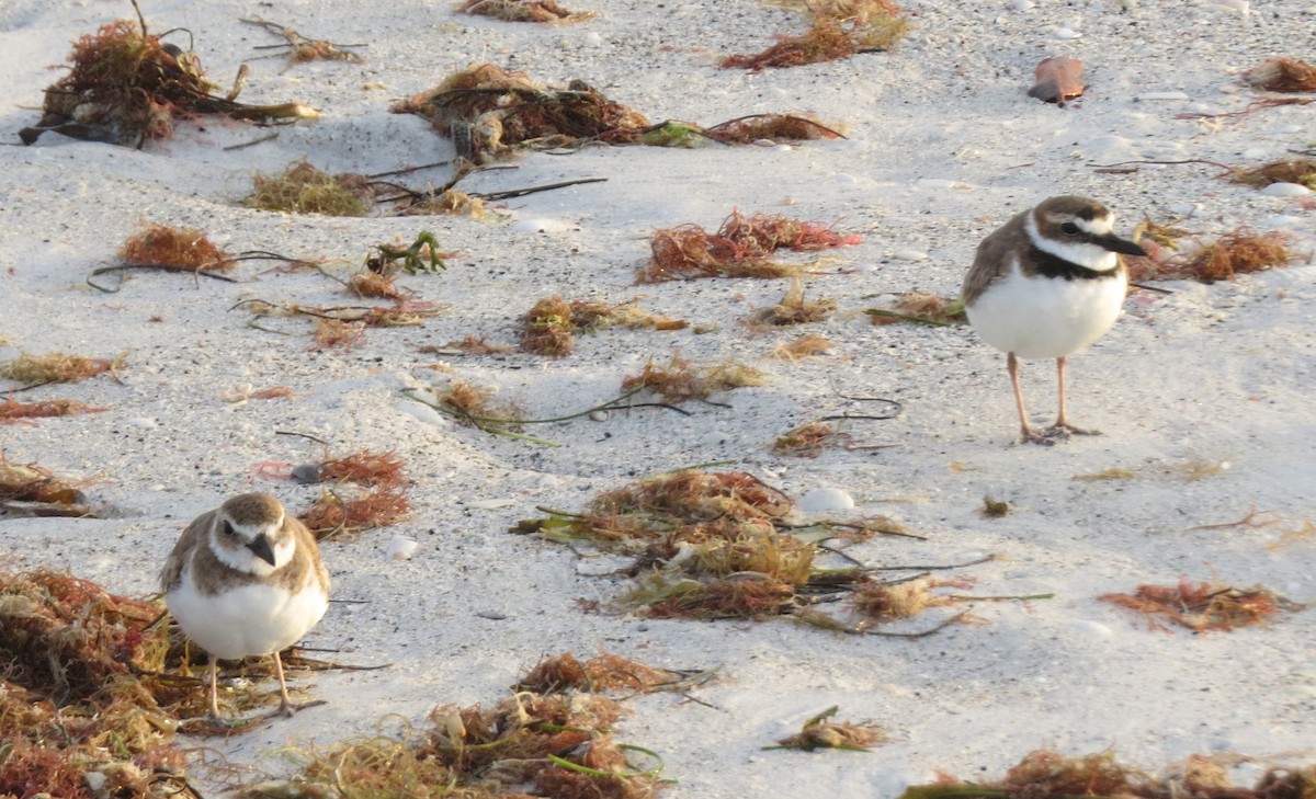 Wilson's Plover - ML424378081