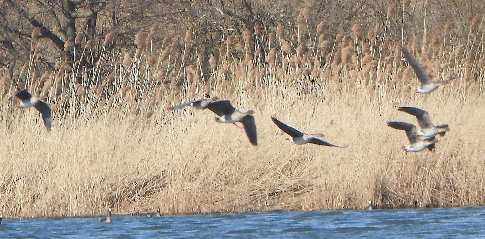 Tundra Bean-Goose - ML424378181