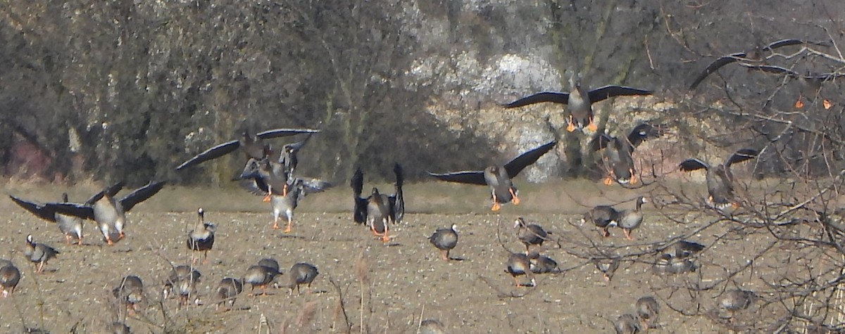 Tundra Bean-Goose - ML424378191