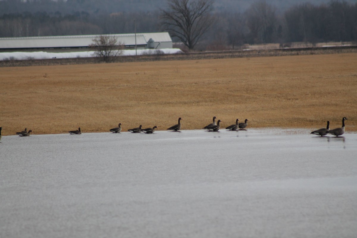 Greater White-fronted Goose (Western) - ML424378711