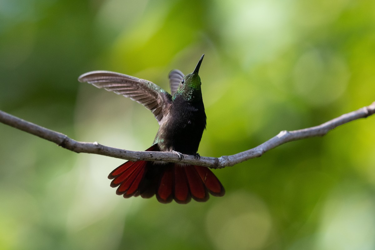 Hispaniolan Mango - Charles Thomas