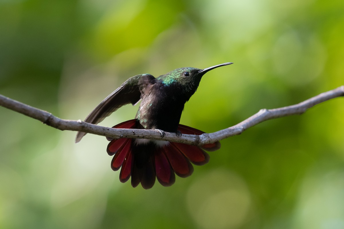 Hispaniolan Mango - Charles Thomas