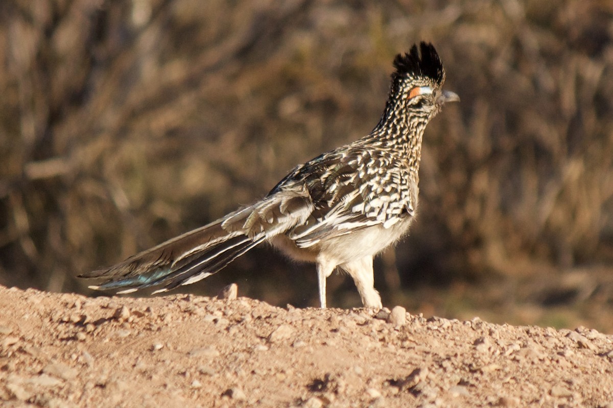 Correcaminos Grande - ML424379091