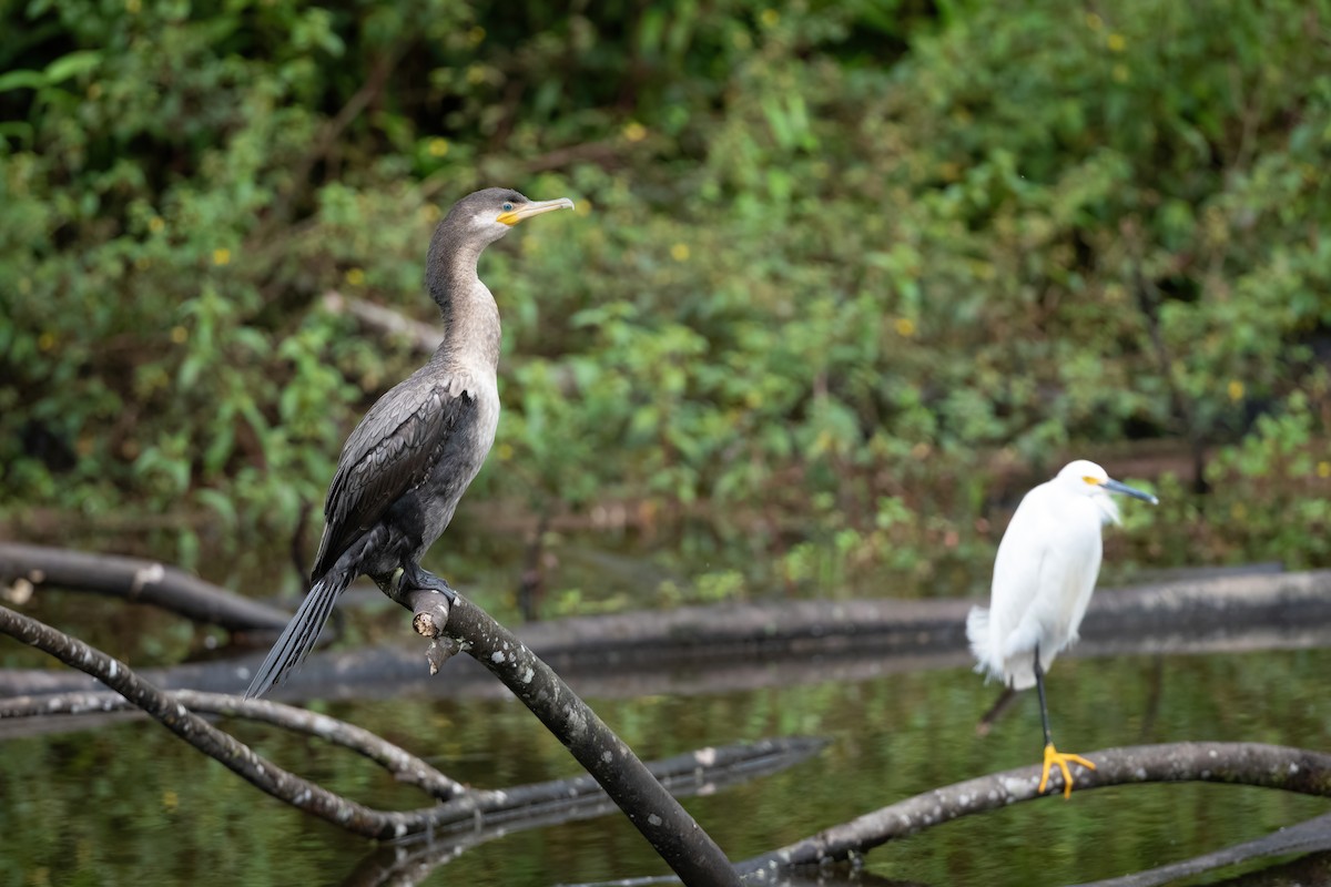 Neotropic Cormorant - ML424379141