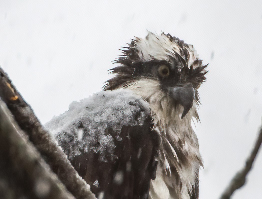 Osprey - Gregg Petersen