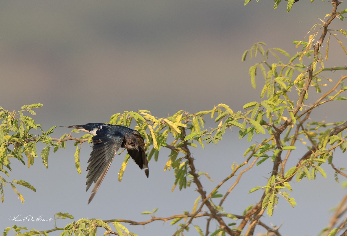 Barn Swallow - ML424380061