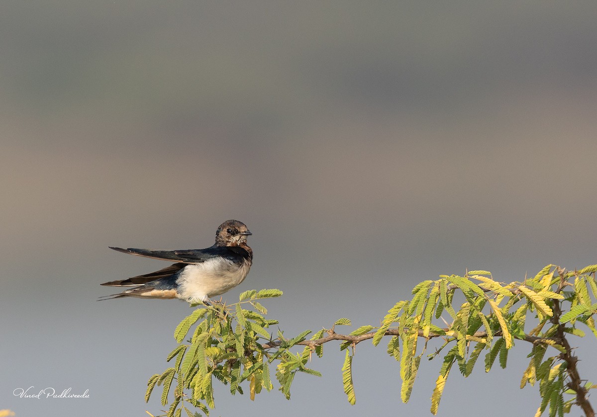 Barn Swallow - ML424380121