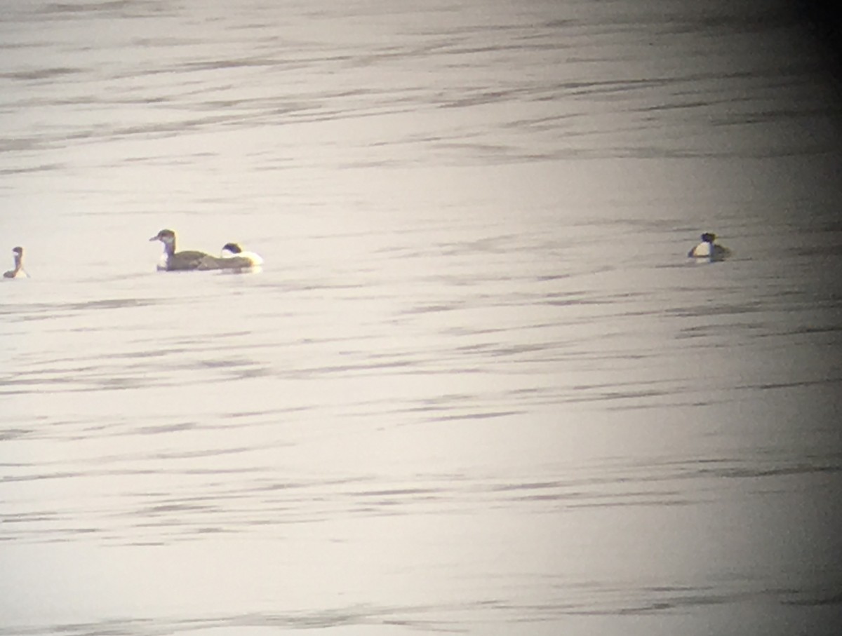 Red-necked Grebe - ML42438091