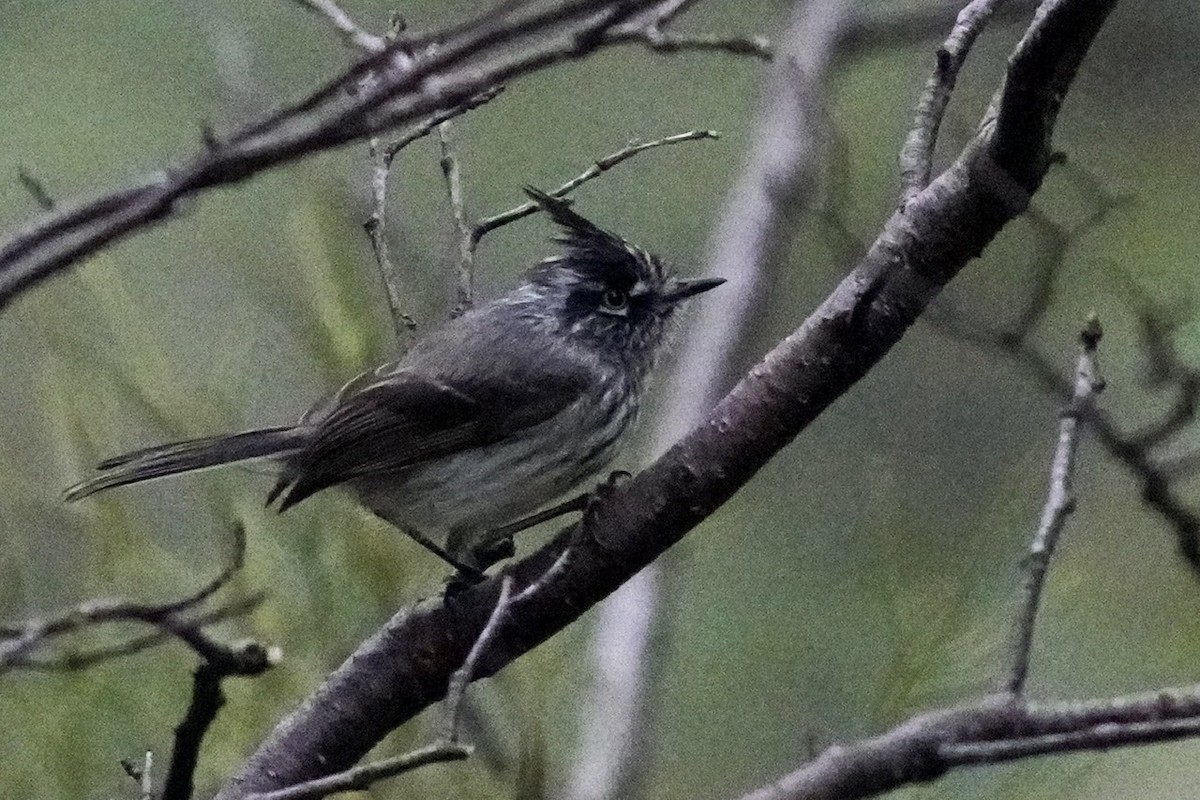 Tufted Tit-Tyrant - ML424380911