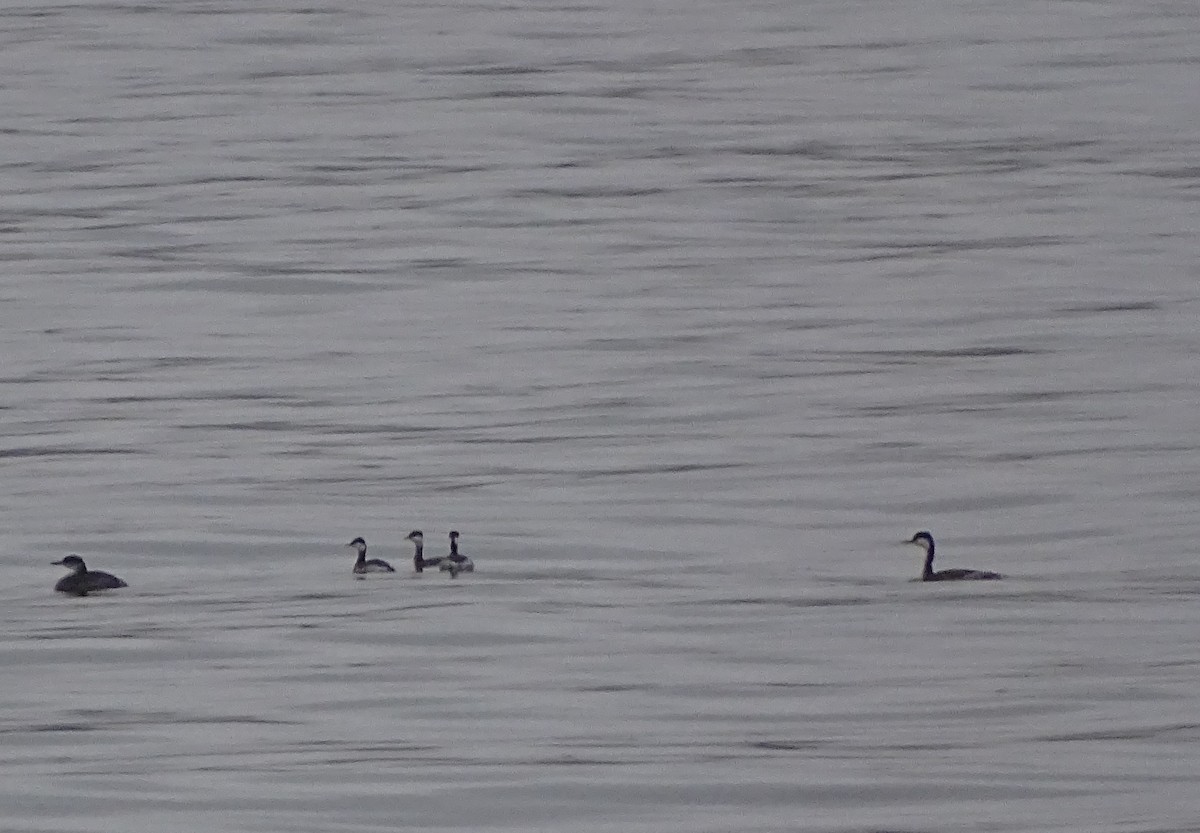 Red-necked Grebe - ML42438111