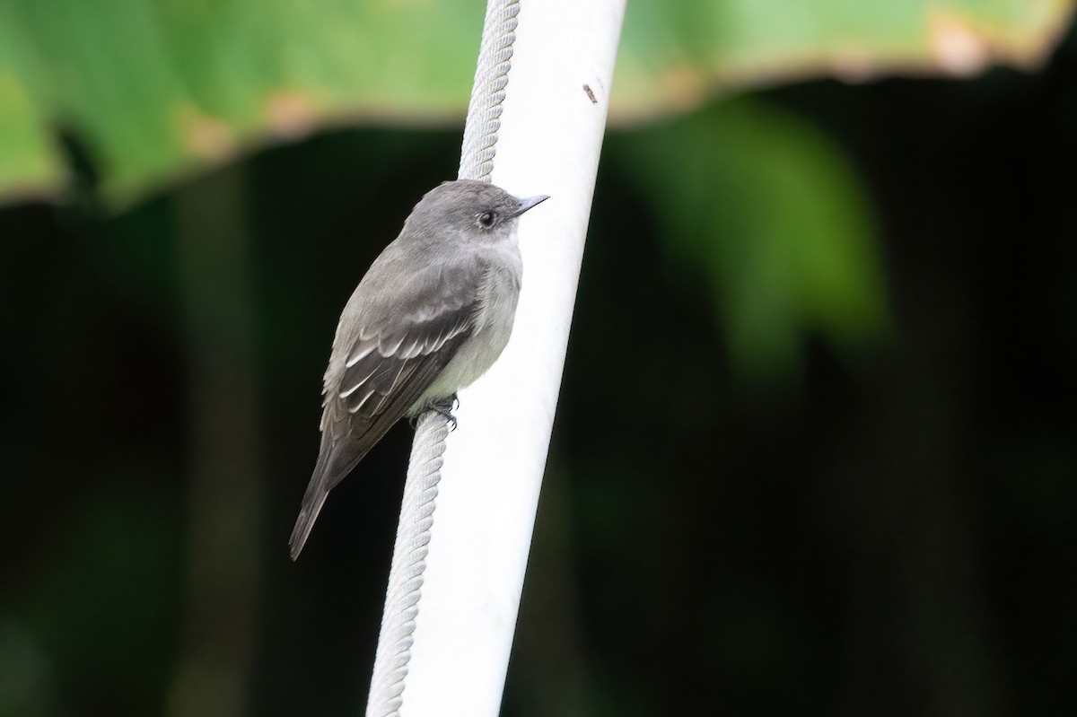 Western Wood-Pewee - ML424382771