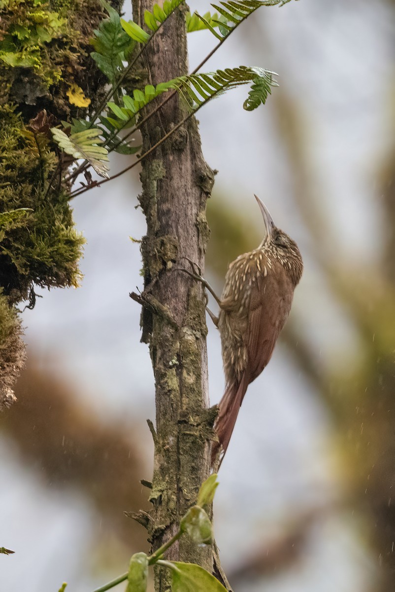 Montane Woodcreeper - ML424387651