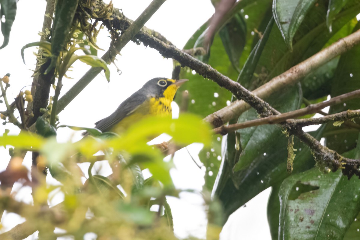 Canada Warbler - ML424387771