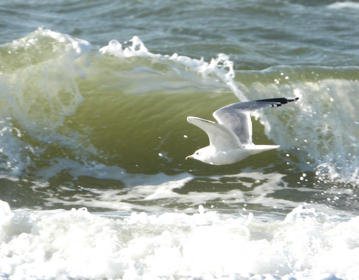 Common Gull - Martin Rheinheimer