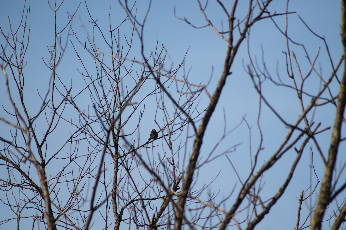 Northern Flicker (Yellow-shafted) - ML424389321