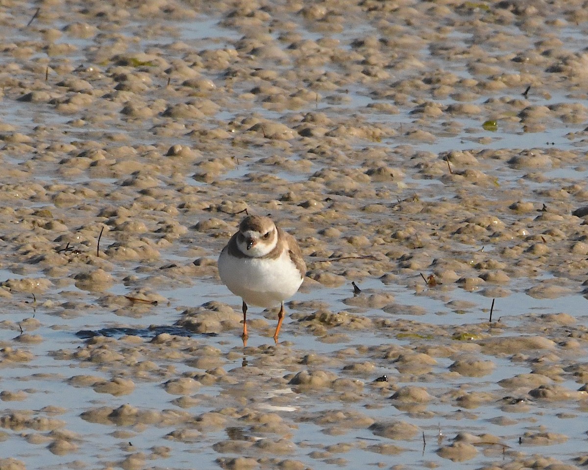 Semipalmated Plover - ML424390371
