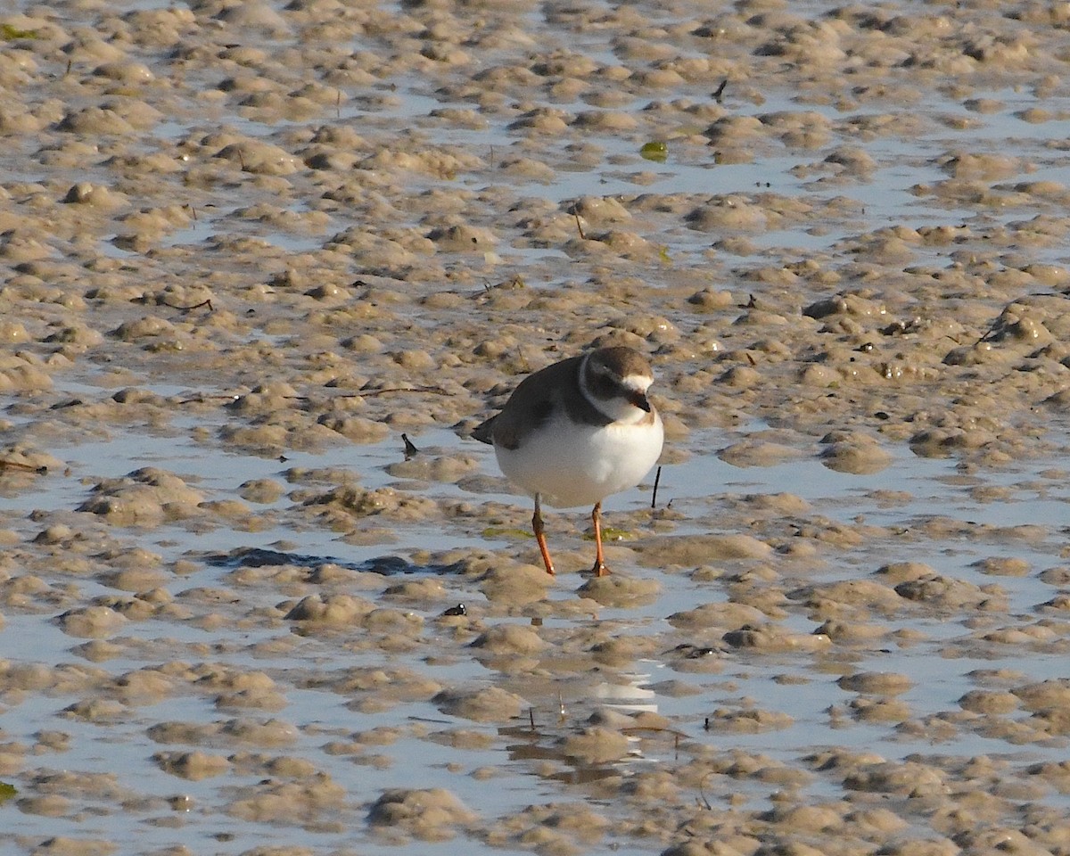 Semipalmated Plover - ML424390601