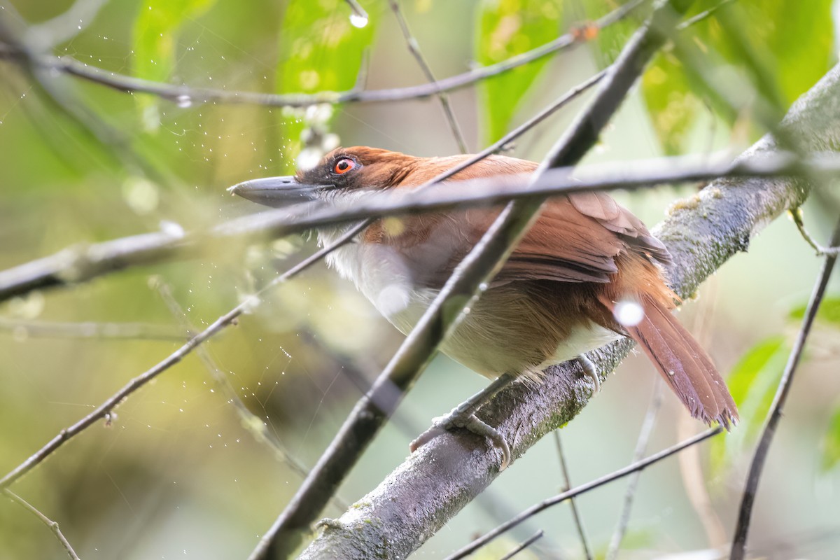 Great Antshrike - ML424391291