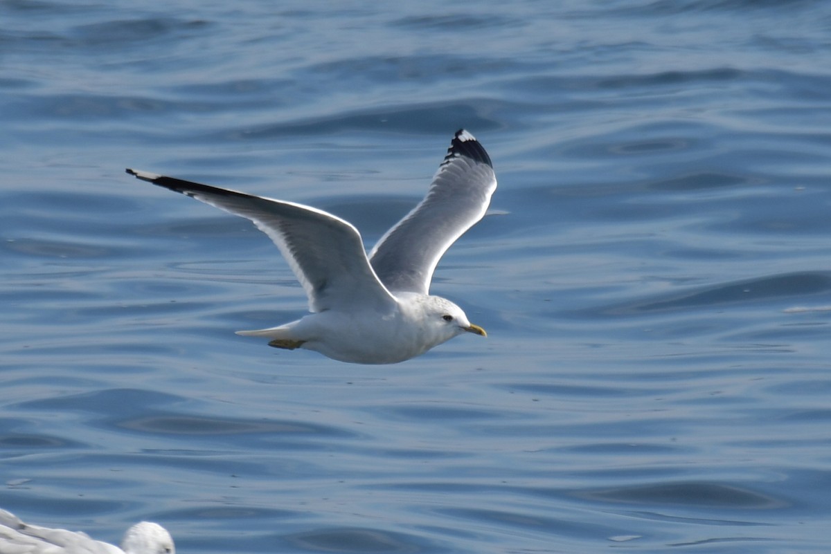 Common Gull (European) - ML424391721