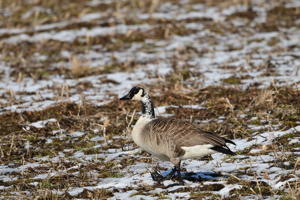 Barnacla Canadiense Grande - ML424391861