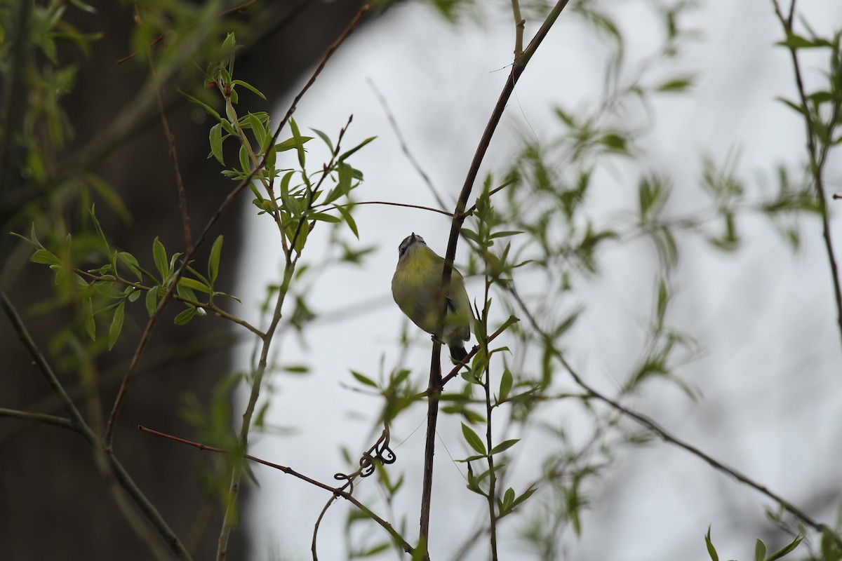 Philadelphia Vireo - ML424392831