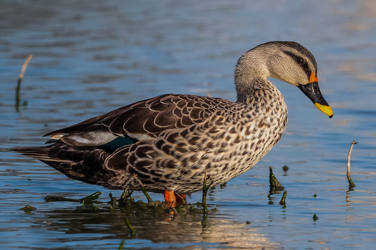 Indian Spot-billed Duck - Vivek Saggar