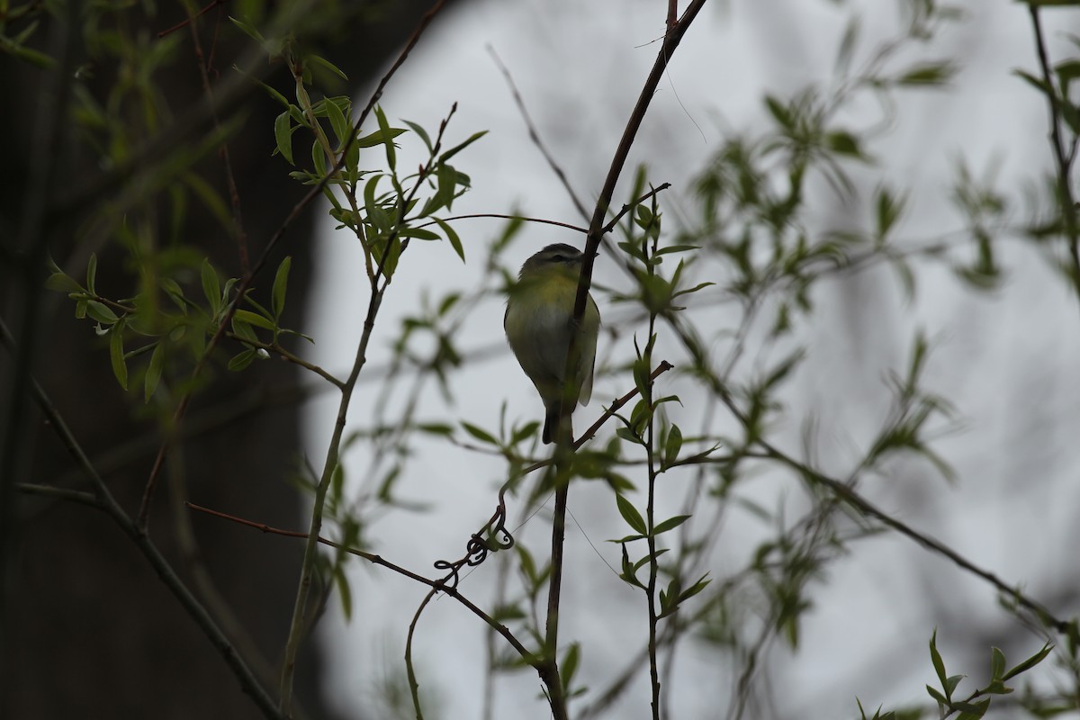 セアカモズモドキ - ML424393231