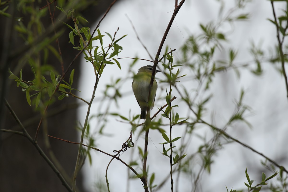 Philadelphia Vireo - ML424393361