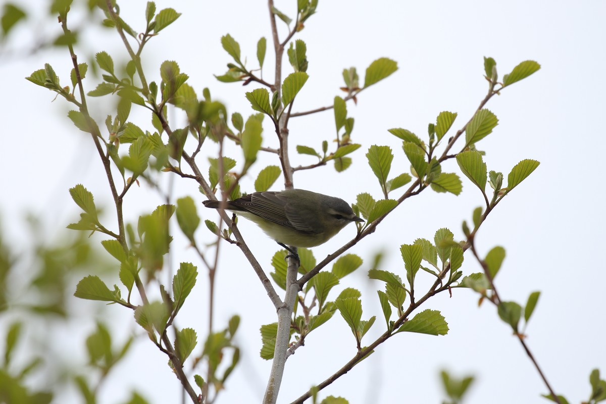 Philadelphia Vireo - ML424393931