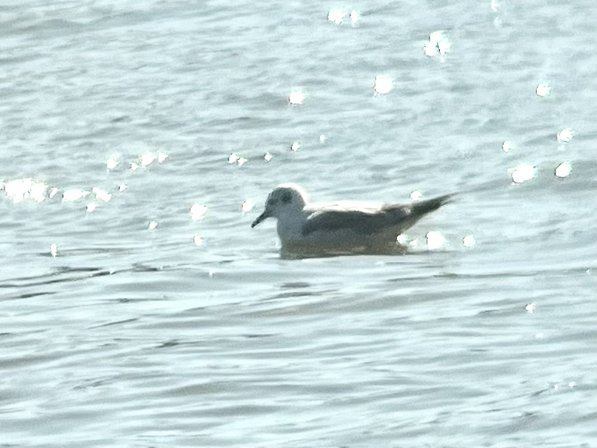 Mouette de Bonaparte - ML424394541