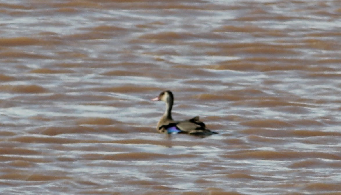 Brazilian Teal - Thad Roller