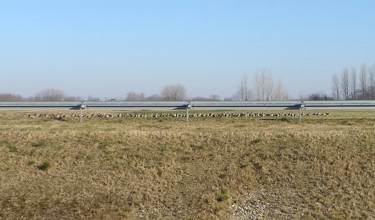 Greater White-fronted Goose - ML424397271