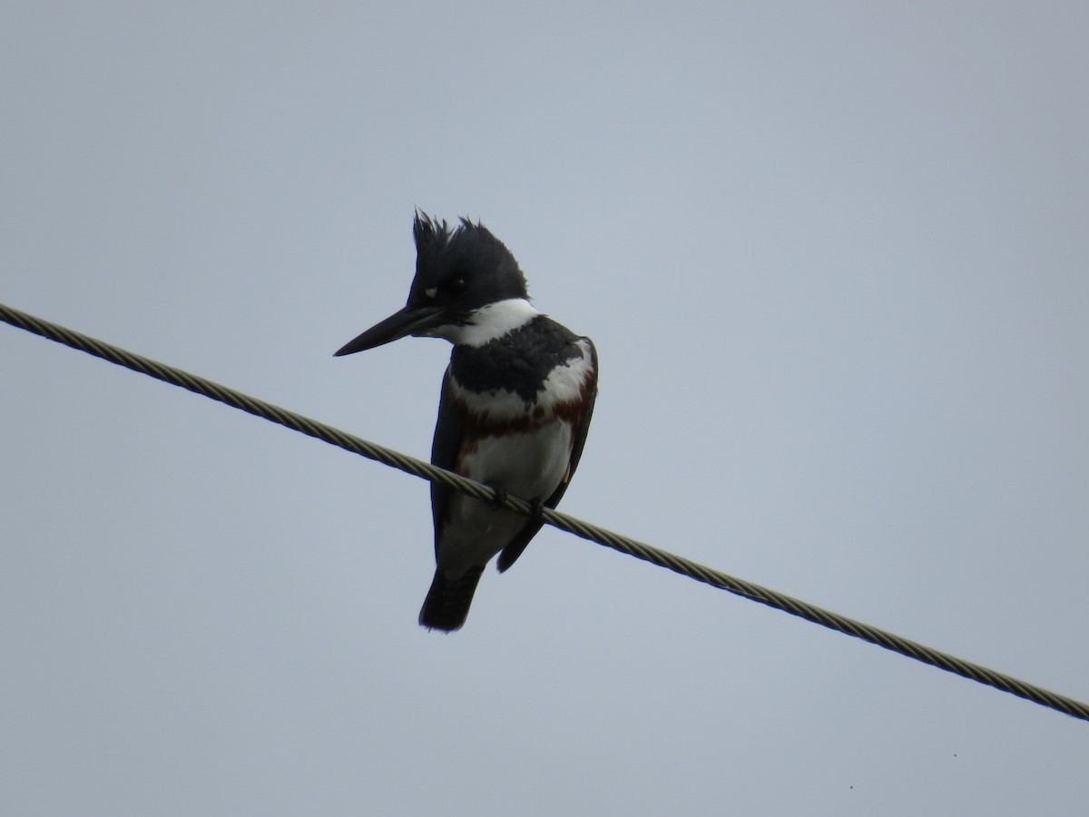 Belted Kingfisher - Jeff Harding