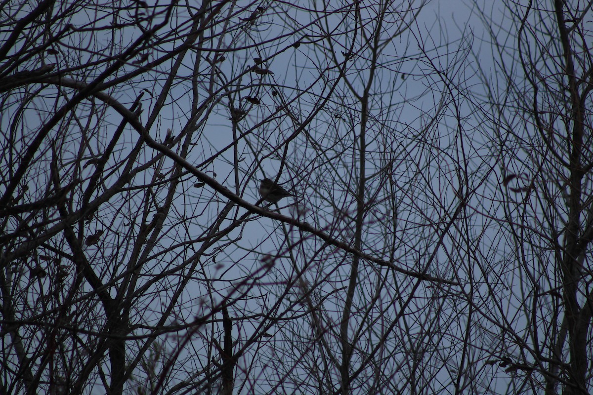 Yellow-rumped Warbler (Myrtle) - ML424398961