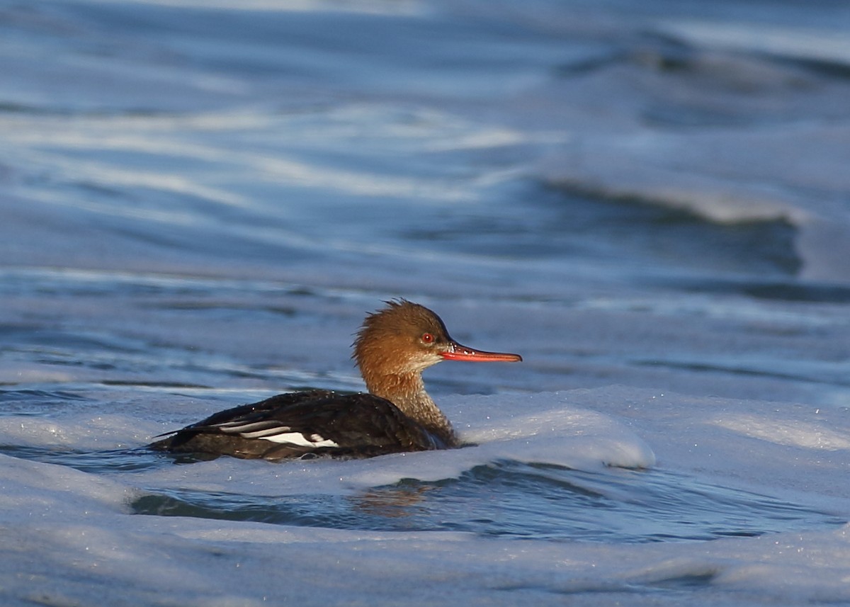 Red-breasted Merganser - Kent Leland