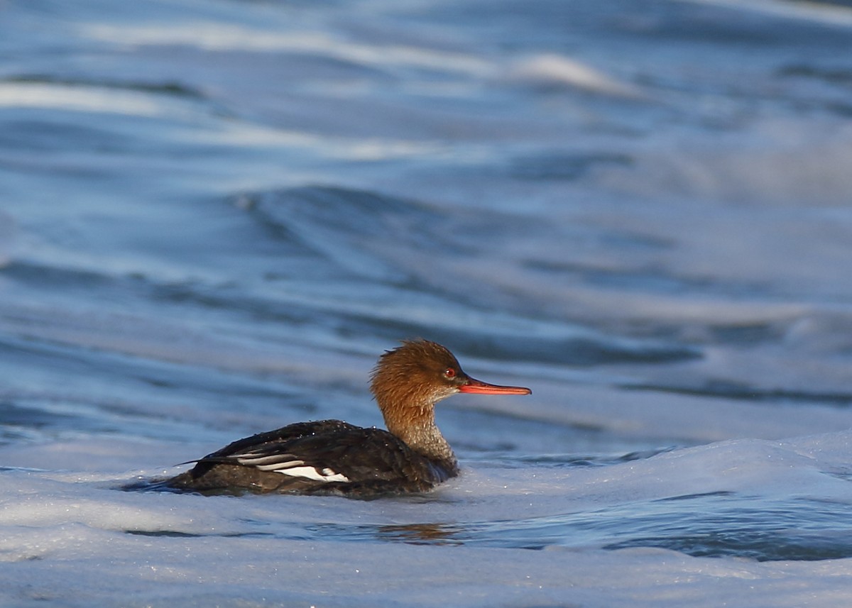 Red-breasted Merganser - ML424399341