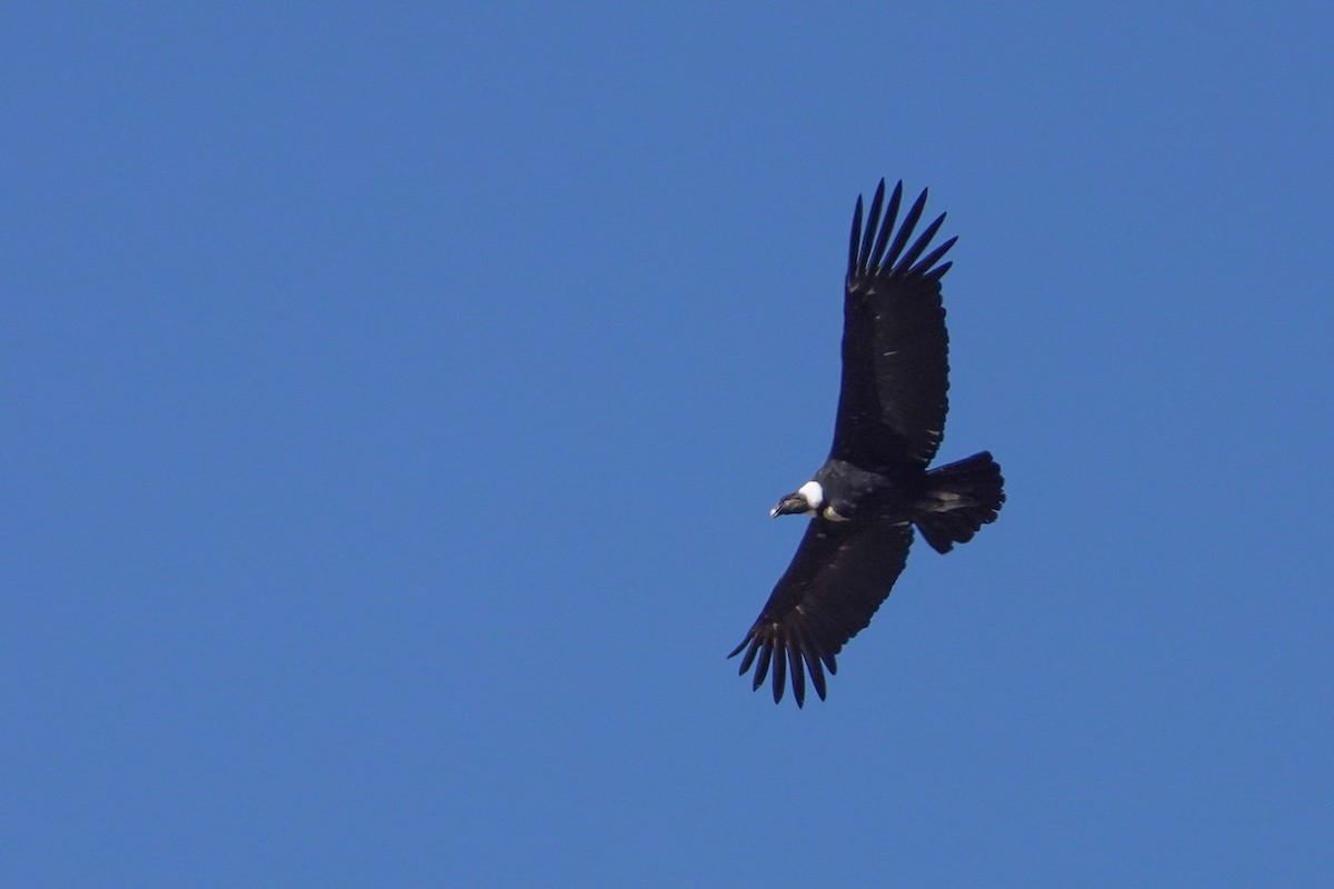 Andean Condor - Cliff Halverson